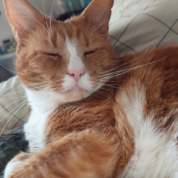 Meet your Posher, Blair - Picture 1 of 1